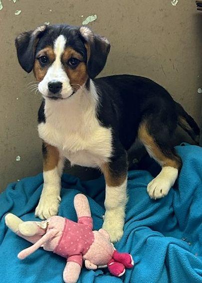 Enlarge BILA (ohiosdrescue@gmail.com), an adopted mixed breed in Elyria, OH image 4/5