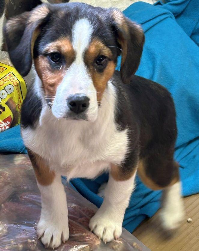 Enlarge BILA (ohiosdrescue@gmail.com), an adopted mixed breed in Elyria, OH image 3/5