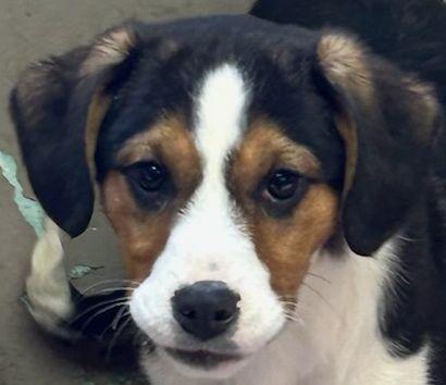 Enlarge BILA (ohiosdrescue@gmail.com), an adopted mixed breed in Elyria, OH image 2/5