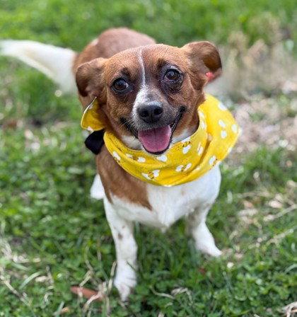 Enlarge Sadie Mae, a Adoptable Chihuahua in Midland, VA image 1/1