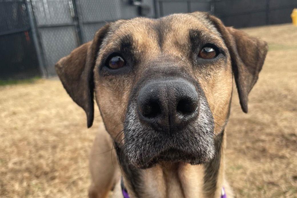 Enlarge Cereal, a Adoptable Mixed Breed in Weaverville, NC image 1/3