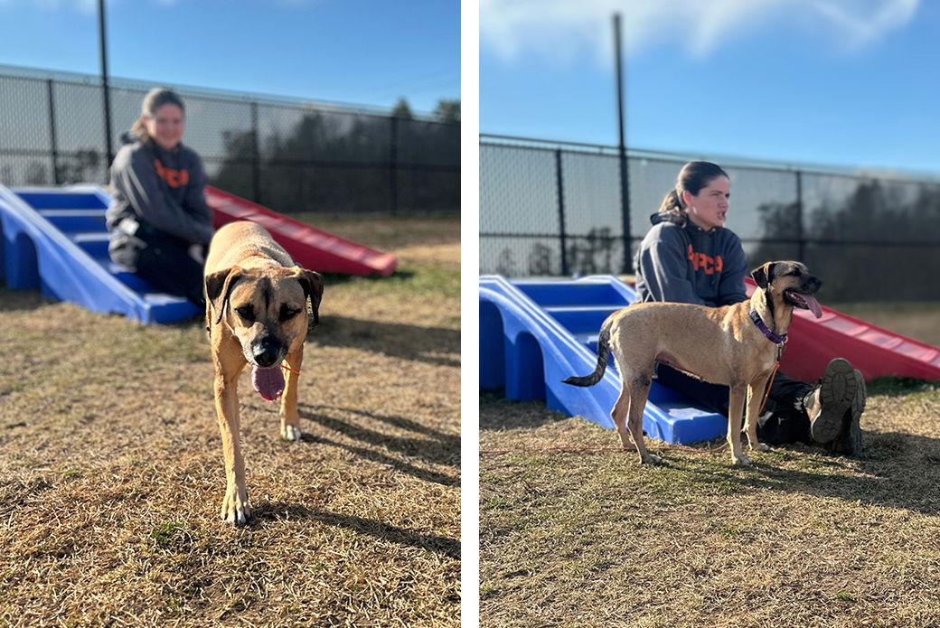 Enlarge Cereal, a Adoptable Mixed Breed in Weaverville, NC image 2/3