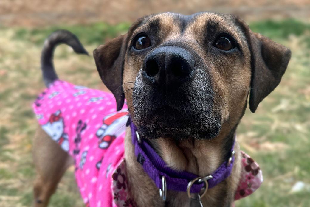 Enlarge Cereal, a Adoptable Mixed Breed in Weaverville, NC image 1/3