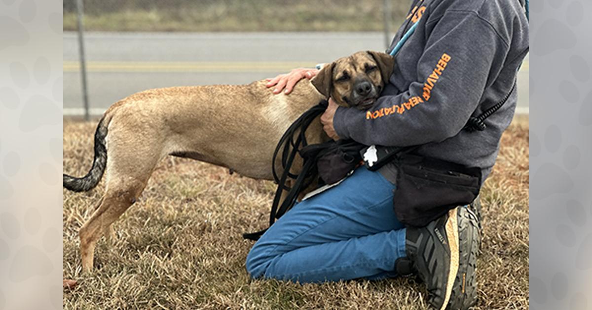 Enlarge Cereal, a Adoptable Mixed Breed in Weaverville, NC image 3/3