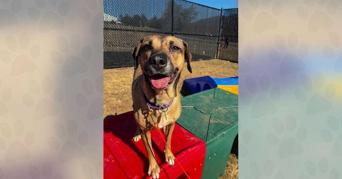 Enlarge Cereal, a Adoptable Mixed Breed in Weaverville, NC image 2/3