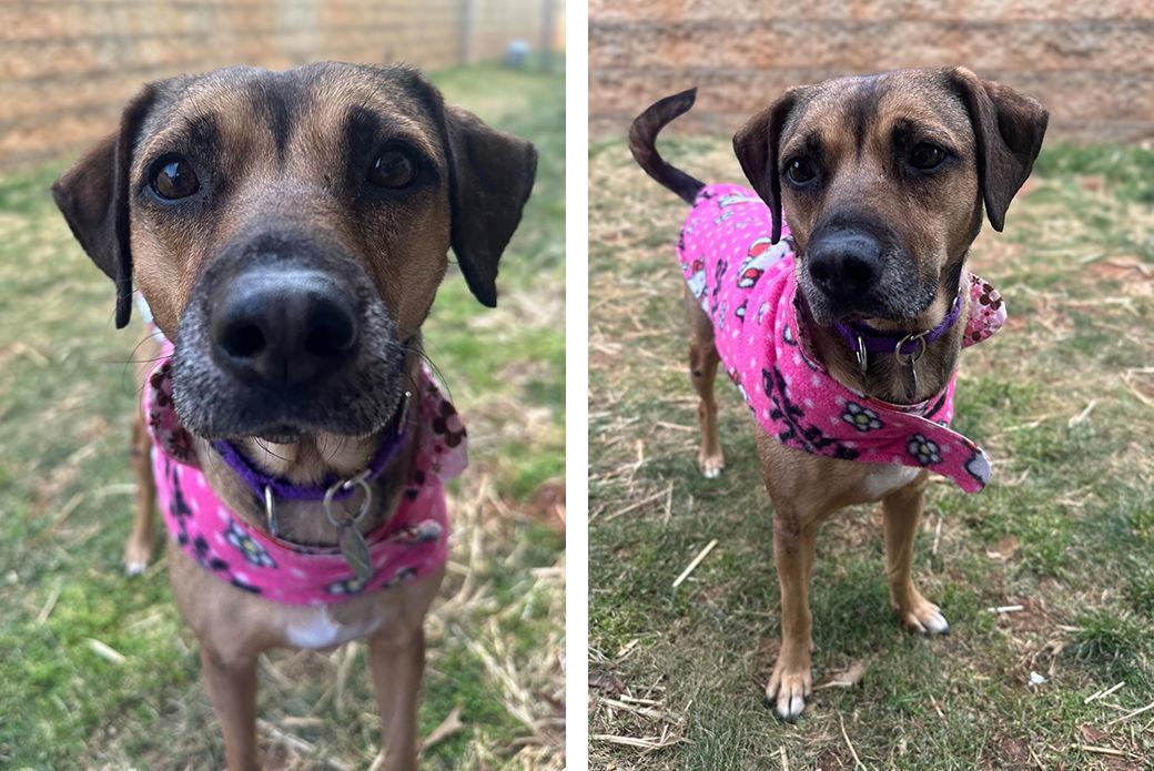 Enlarge Cereal, a Adoptable Mixed Breed in Weaverville, NC image 3/3