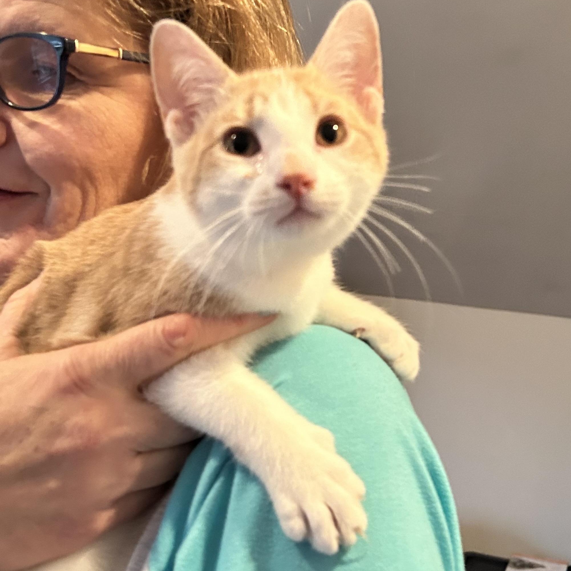 Enlarge Mango, an adopted Domestic Short Hair in Norwalk, CT image 1/1