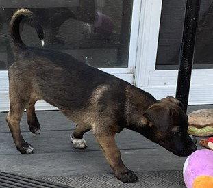 Enlarge Cala Puerto Rico, a Adopted mixed breed in Cuba, NY image 3/3