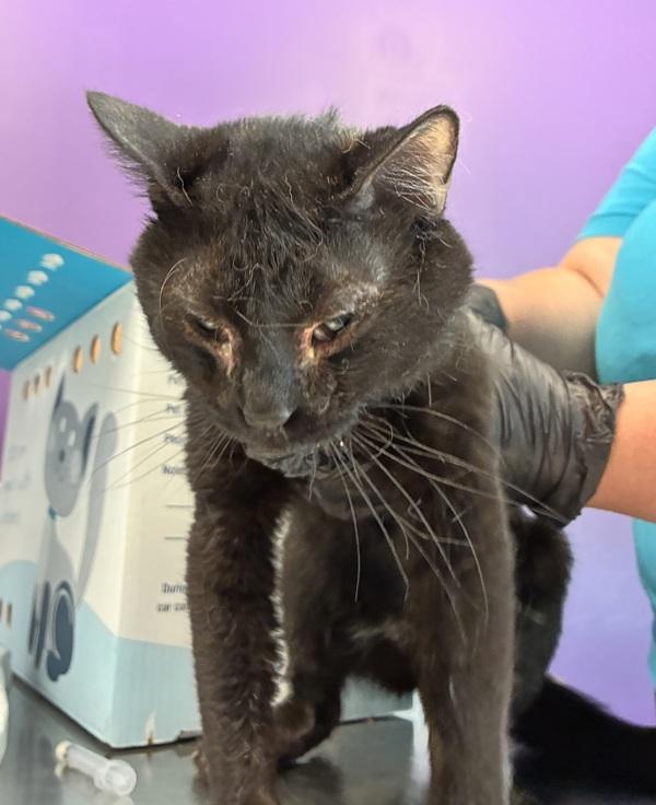 *Egypt*, Adoptable, Adult Male Domestic Short Hair.