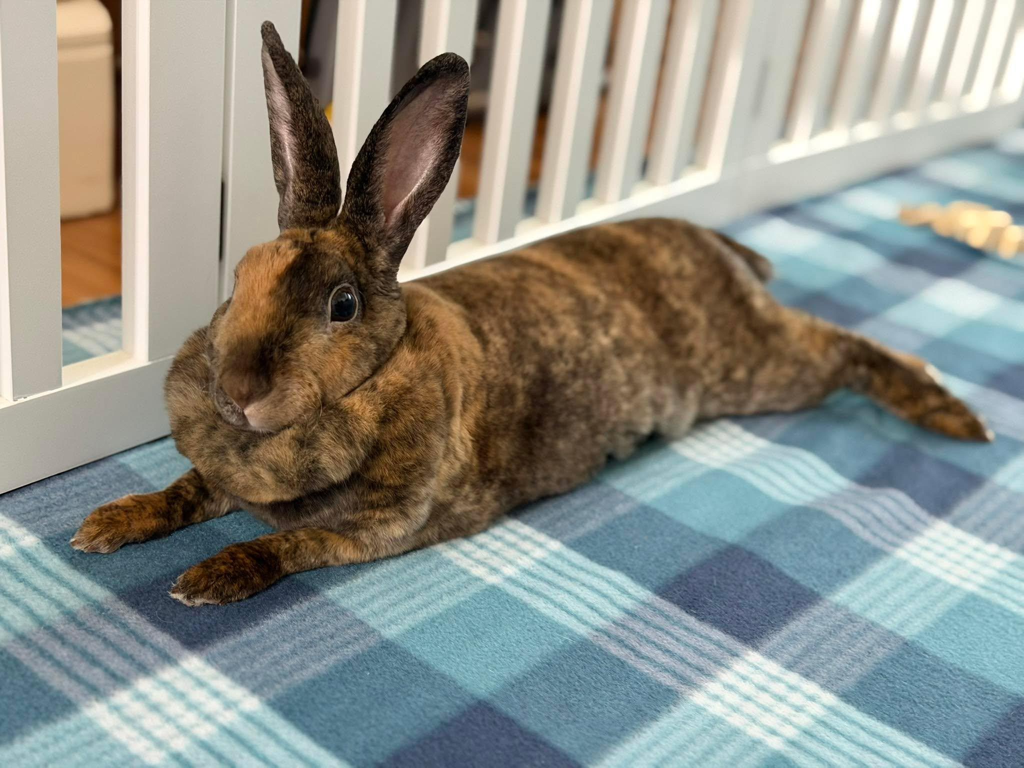 Enlarge Rainbow Brite, a ADOPTABLE Mini Rex in San Antonio, TX image 5/6