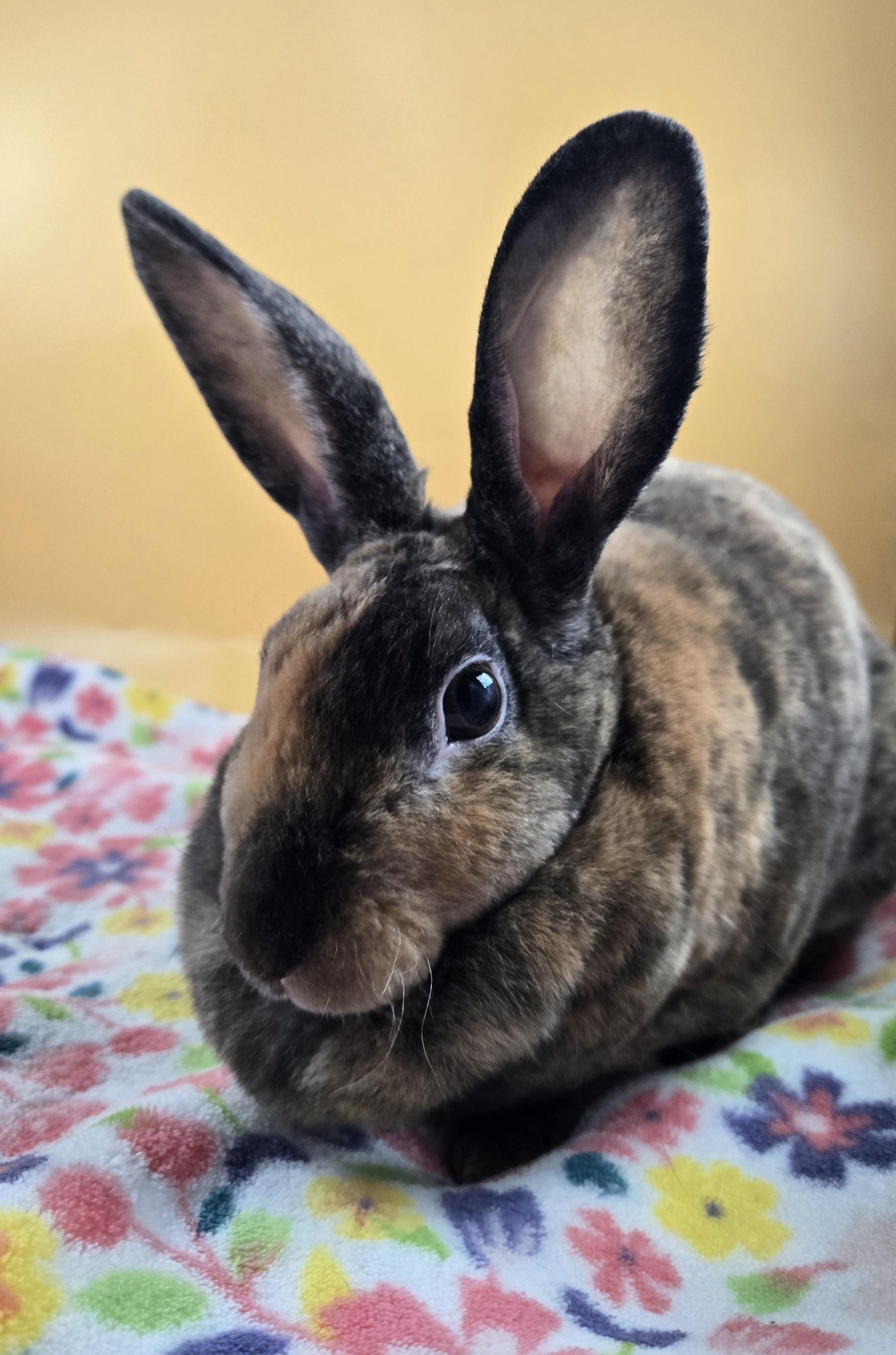 Enlarge Rainbow Brite, a ADOPTABLE Mini Rex in San Antonio, TX image 6/6