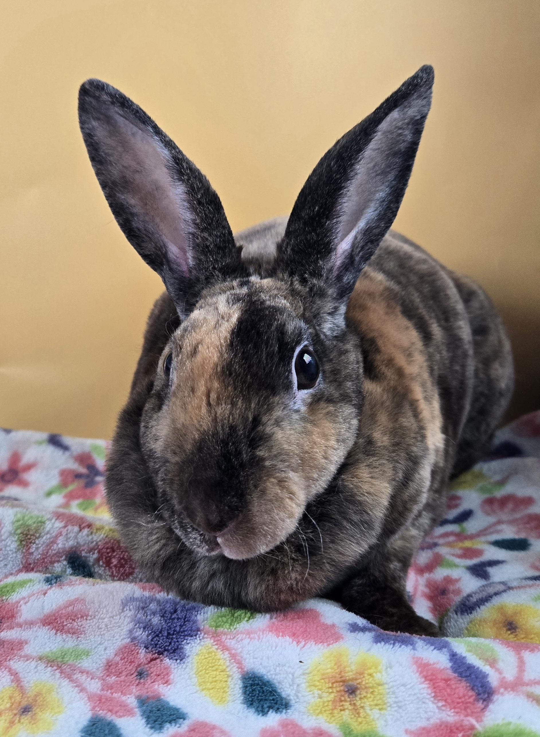 Enlarge Rainbow Brite, a ADOPTABLE Mini Rex in San Antonio, TX image 2/6