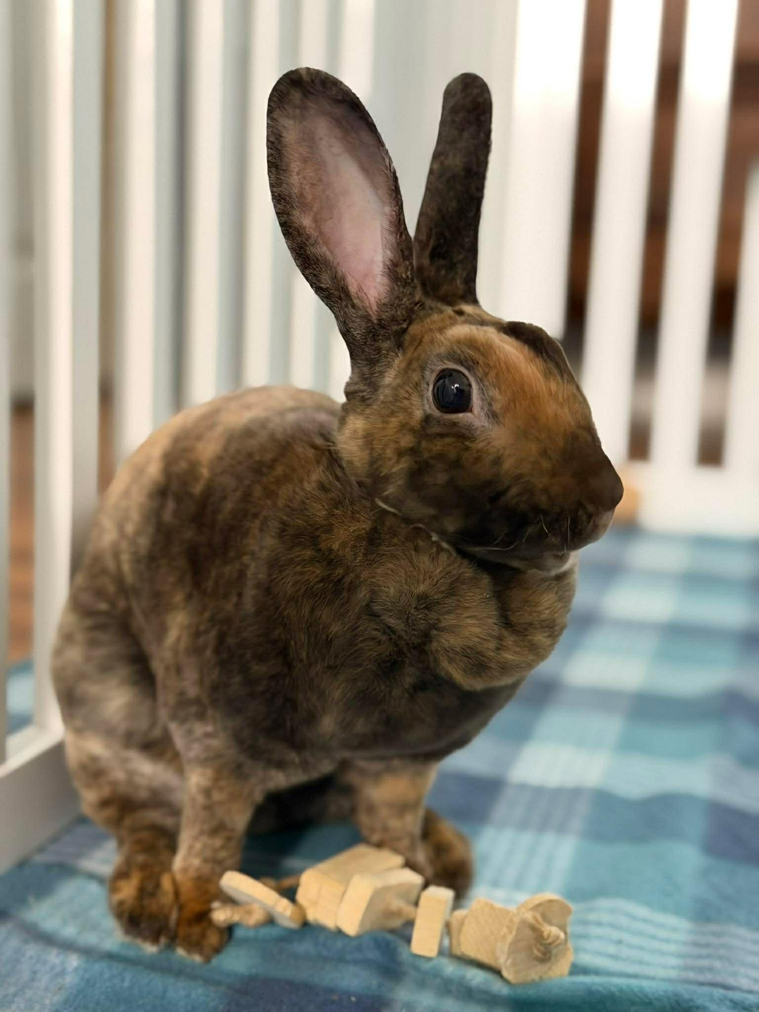 Enlarge Rainbow Brite, a ADOPTABLE Mini Rex in San Antonio, TX image 3/6