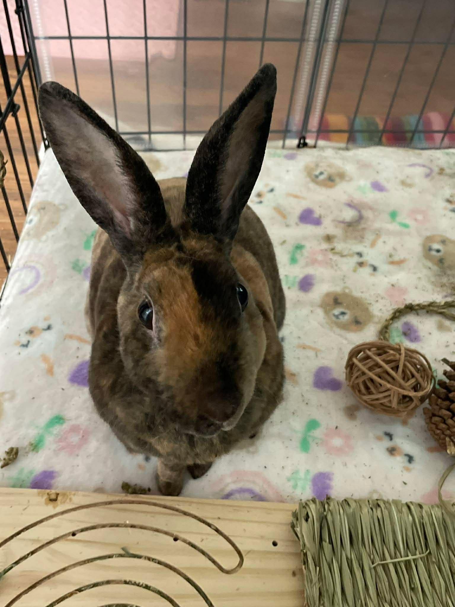 Enlarge Rainbow Brite, a ADOPTABLE Mini Rex in San Antonio, TX image 4/6