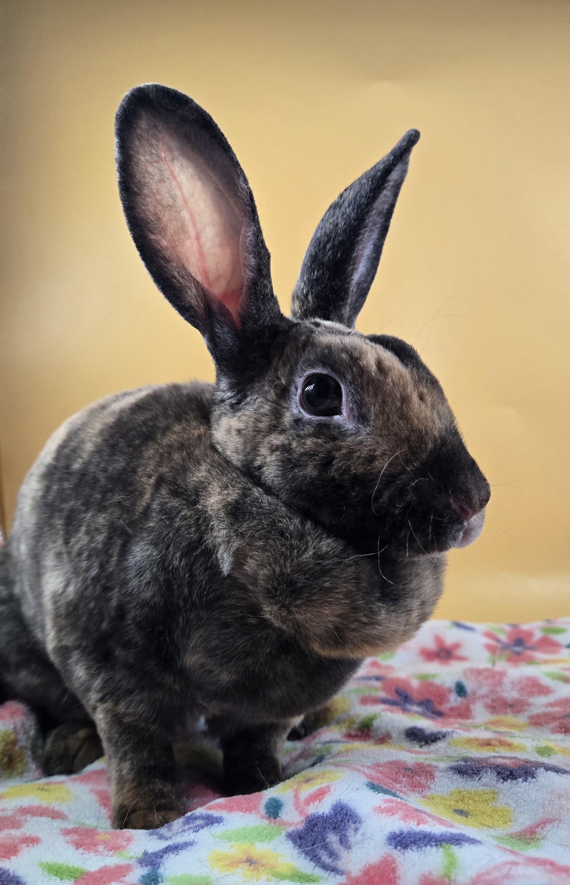 Enlarge Rainbow Brite, a ADOPTABLE Mini Rex in San Antonio, TX image 1/6