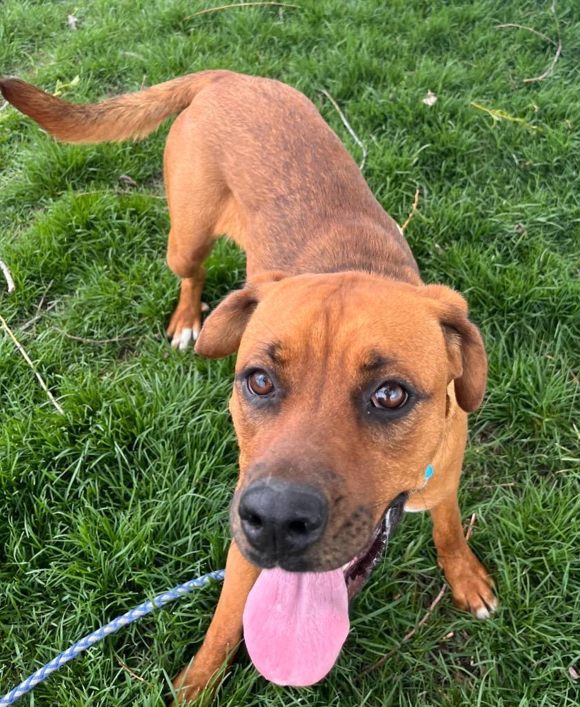 Tulip, Adoptable, Puppy Female Rottweiler & Boxer.