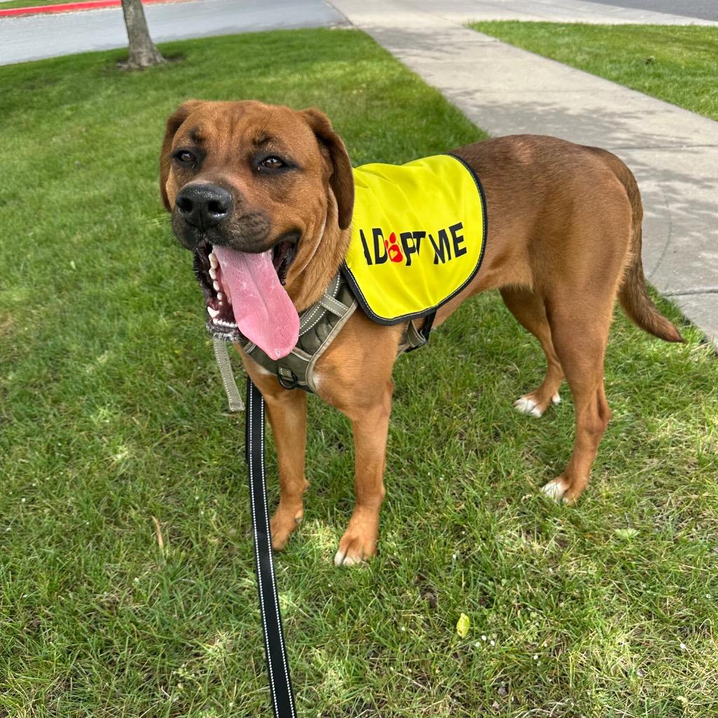 Enlarge Tulip, a Adoptable mixed breed in Logan, UT image 2/4