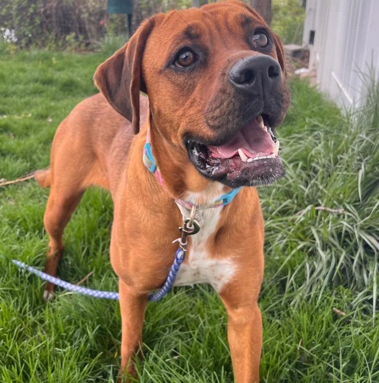 Enlarge Tulip, a Adoptable mixed breed in Logan, UT image 2/2
