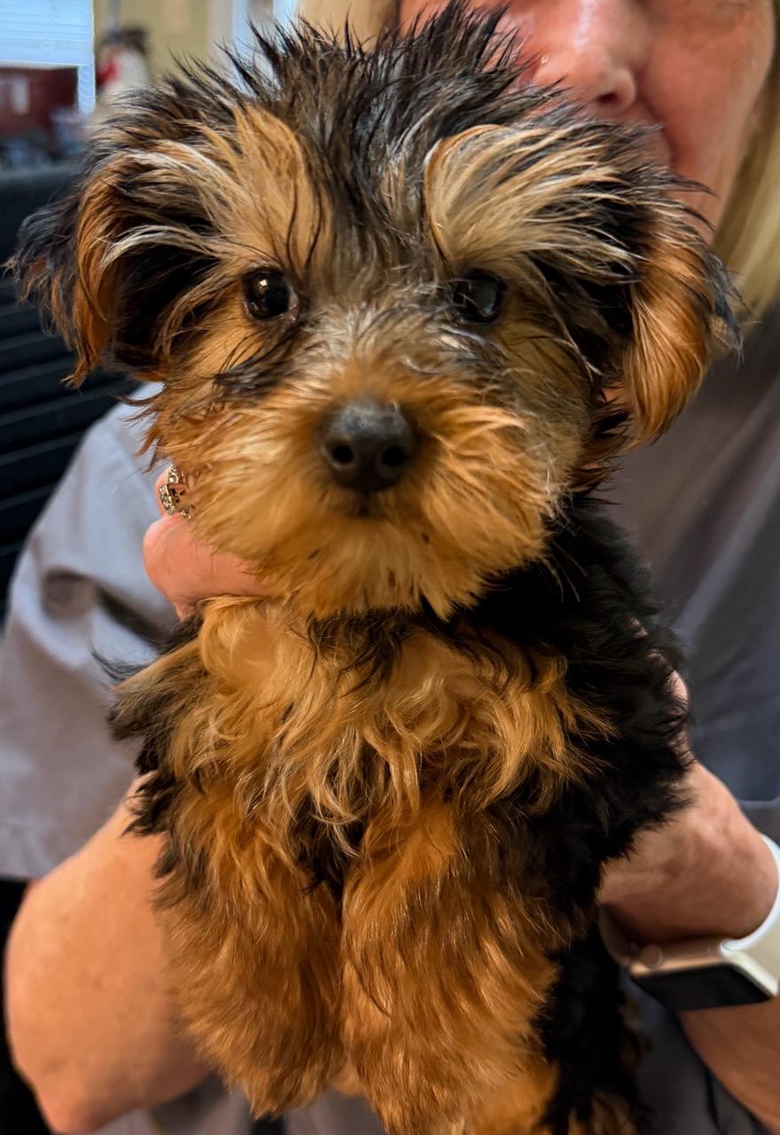 Ziggy, adopted, Puppy Male Yorkshire Terrier.
