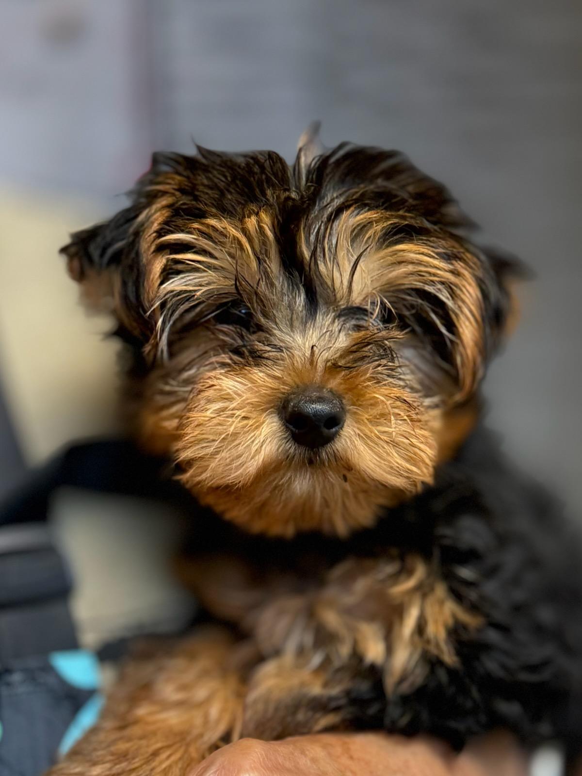 Enlarge Ziggy, an adopted Yorkshire Terrier in Blue Springs, MO image 3/3