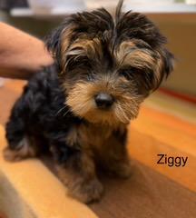Enlarge Ziggy, an adopted Yorkshire Terrier in Blue Springs, MO image 2/3