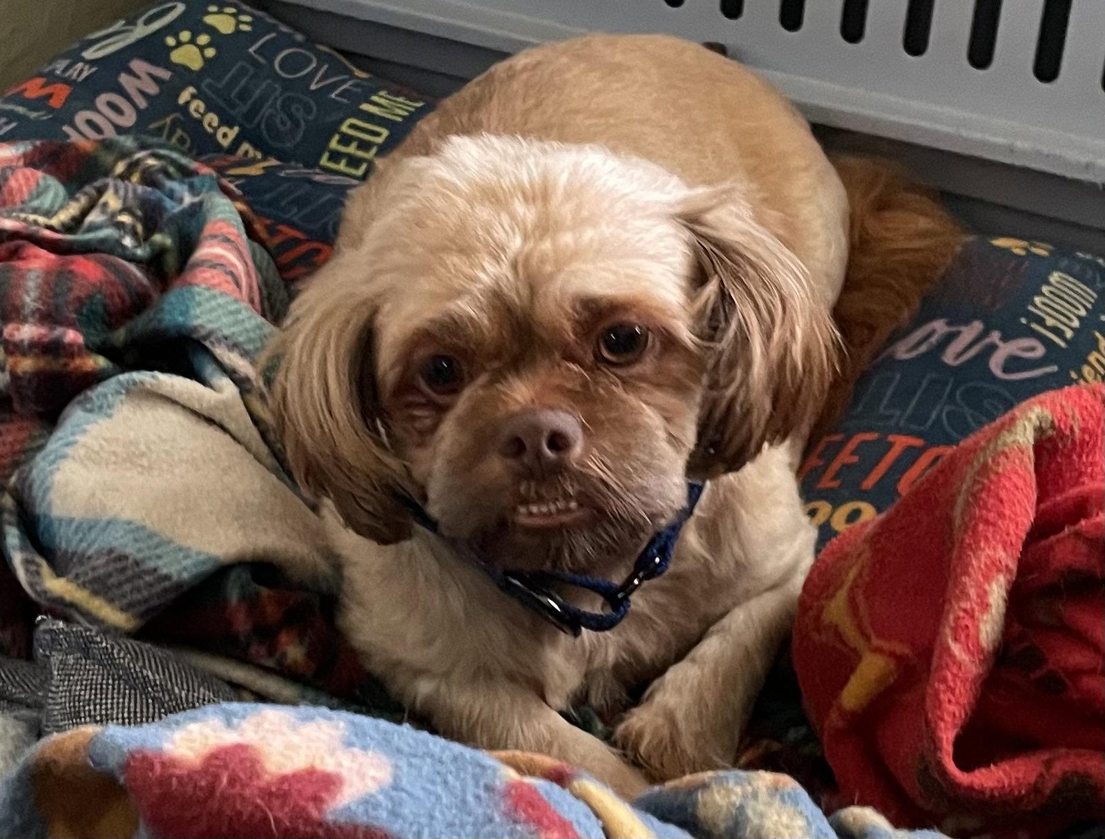 Elijah, Adopted, Adult Male Shih Tzu.