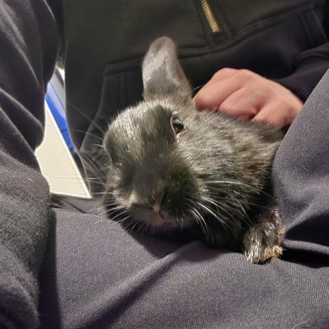 Nisha, Adoptable, Baby Female American.