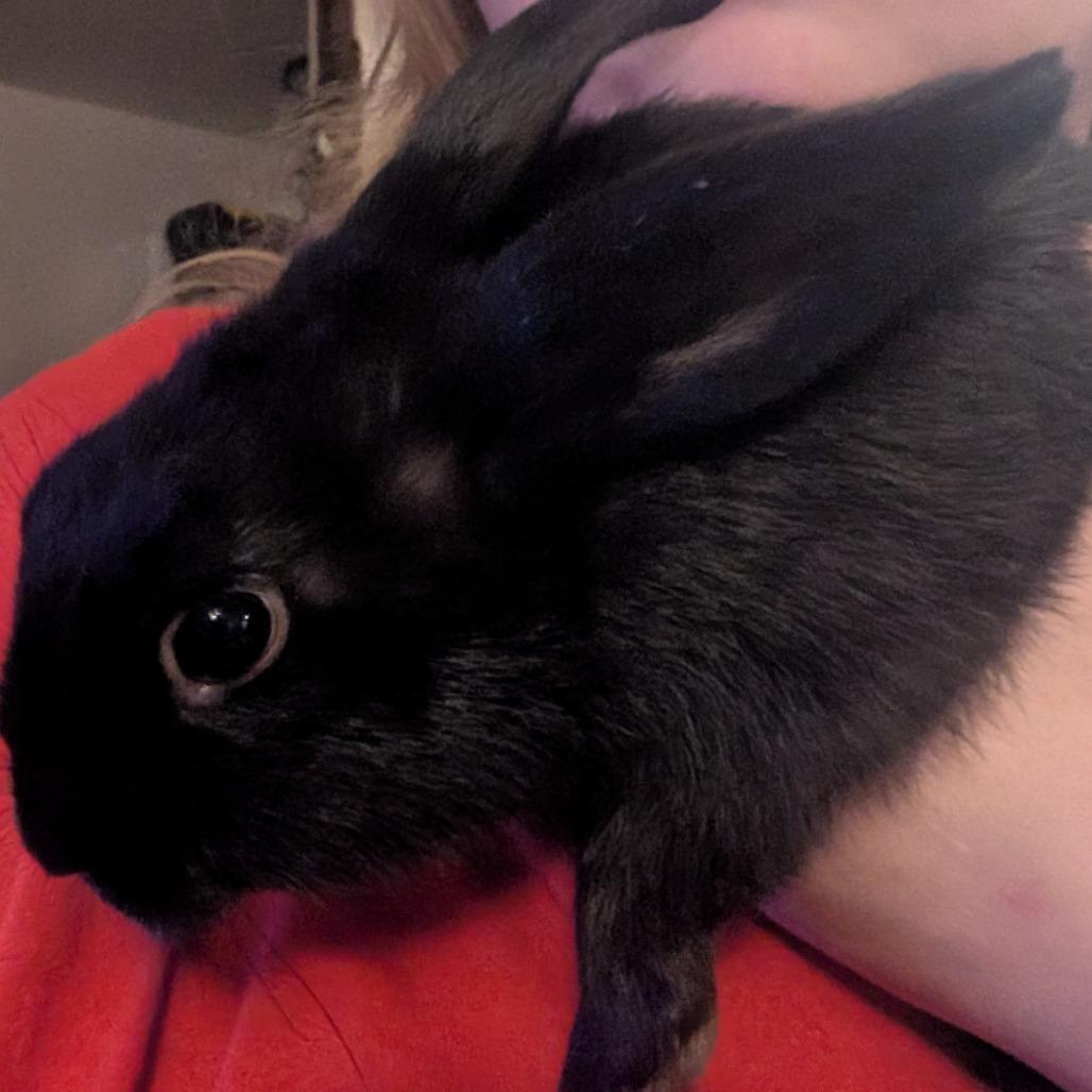 Enlarge Nisha, a Adoptable American in Dayton, OH image 2/4