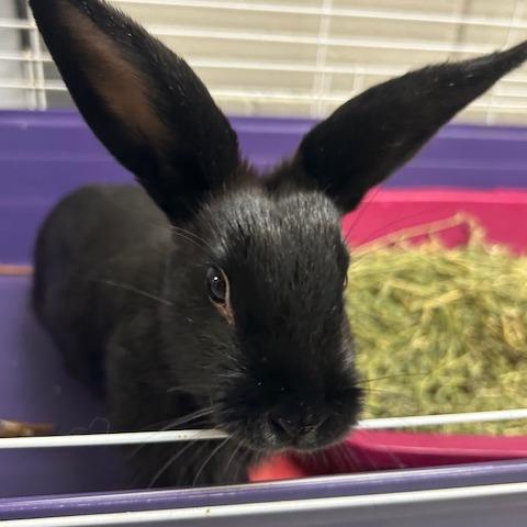 Enlarge Nisha, a Adoptable American in Dayton, OH image 3/4