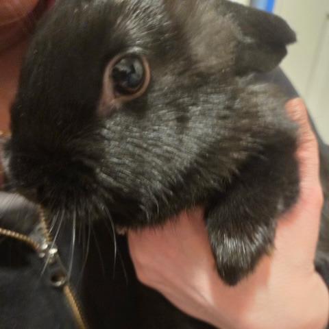 Enlarge Nisha, a Adoptable American in Dayton, OH image 4/4