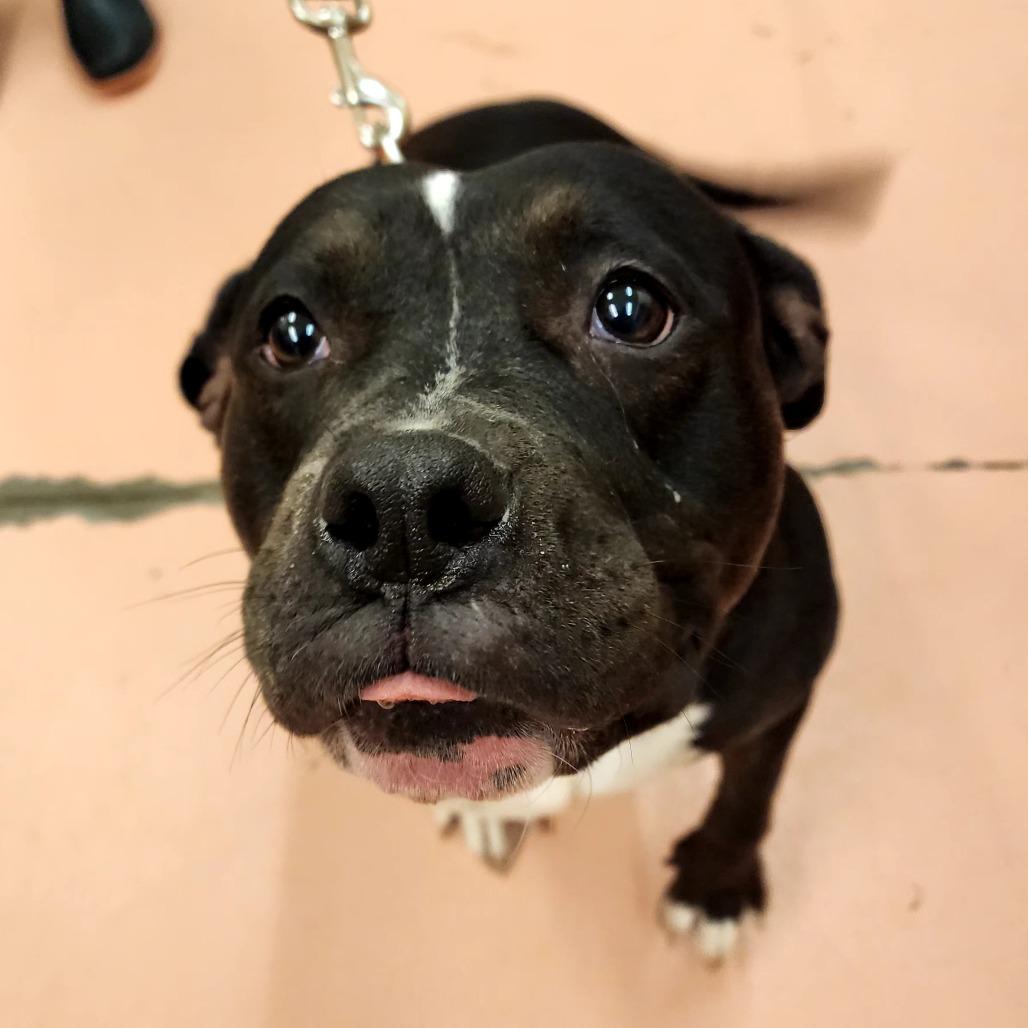 Harley, Adoptable, Adult Female Pit Bull Terrier.