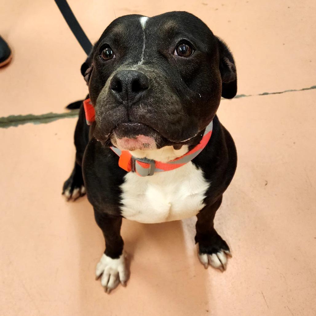 Enlarge Harley, a Adoptable Pit Bull Terrier in Warren, PA image 2/2