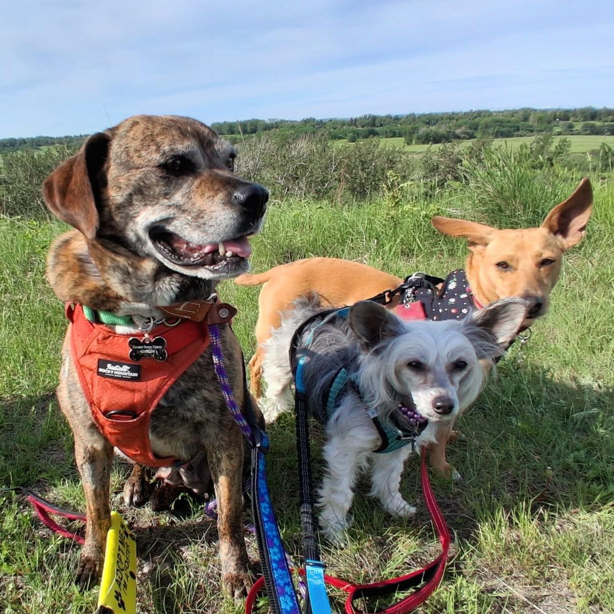 Snoopy, a Adoptable mixed breed in Calgary, AB image 5/6