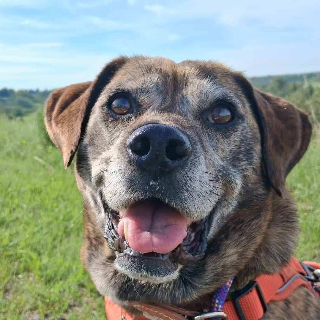 Snoopy, a Adoptable mixed breed in Calgary, AB image 4/6