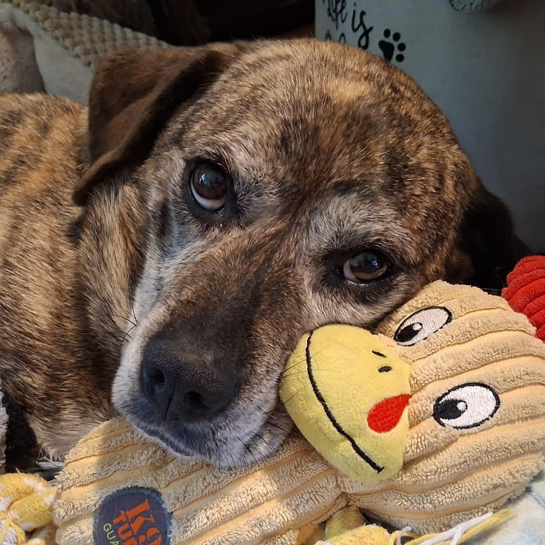 Snoopy, a Adoptable mixed breed in Calgary, AB image 1/6