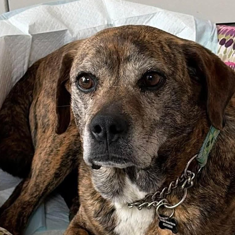 Snoopy, a Adoptable mixed breed in Calgary, AB image 3/6