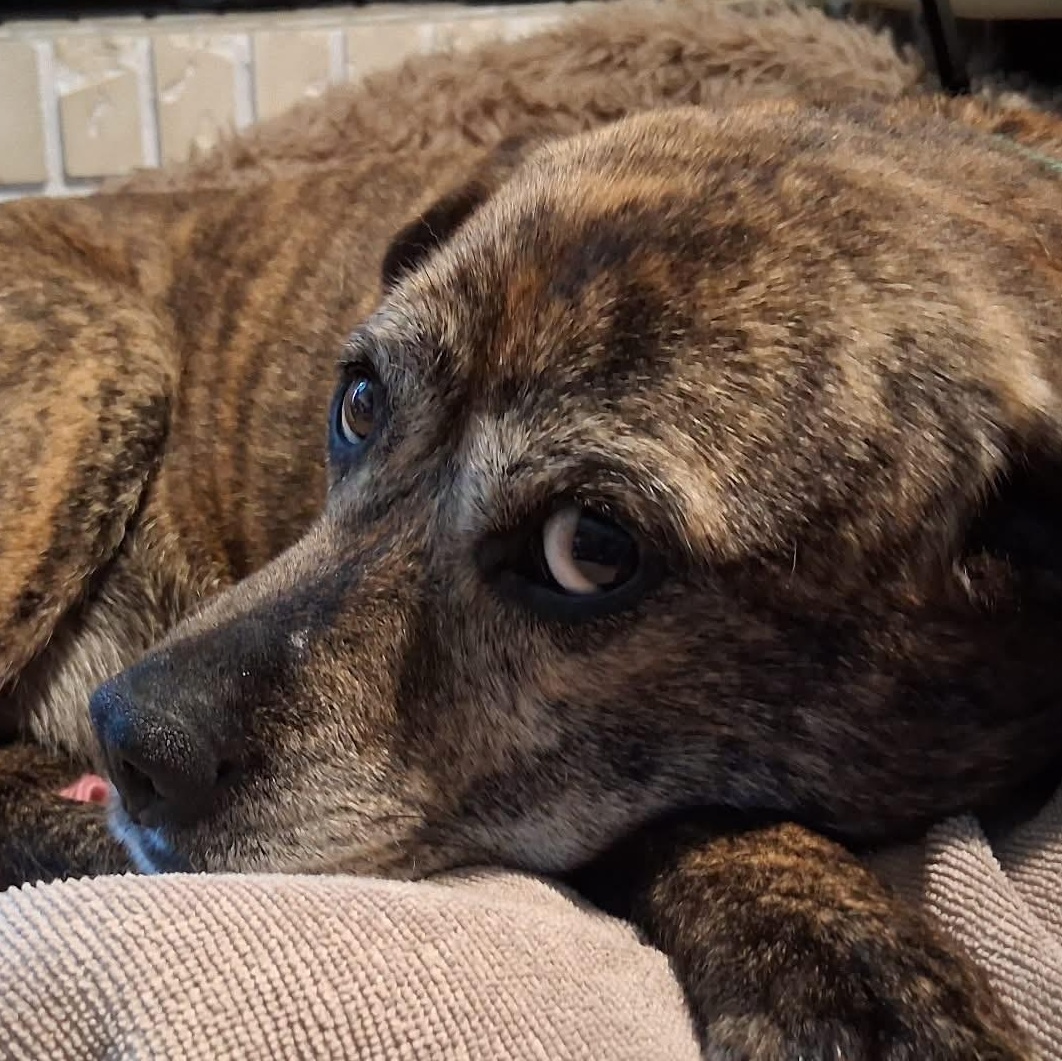 Snoopy, a Adoptable mixed breed in Calgary, AB image 2/6