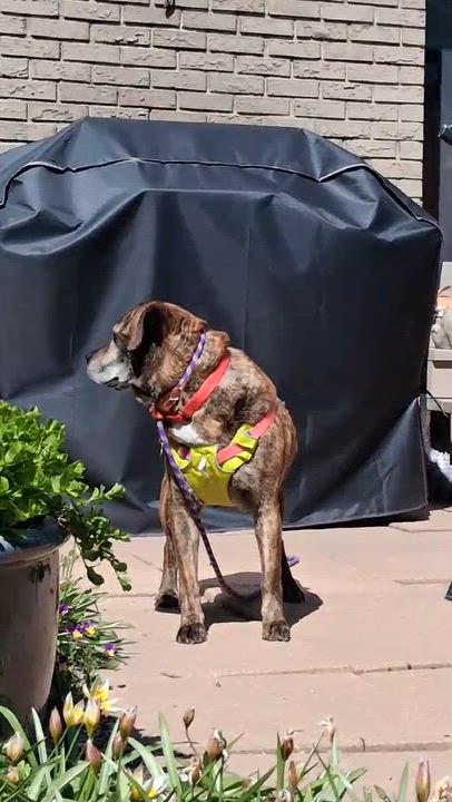 Enlarge Snoopy, a Adoptable mixed breed in Calgary, AB video 6/6