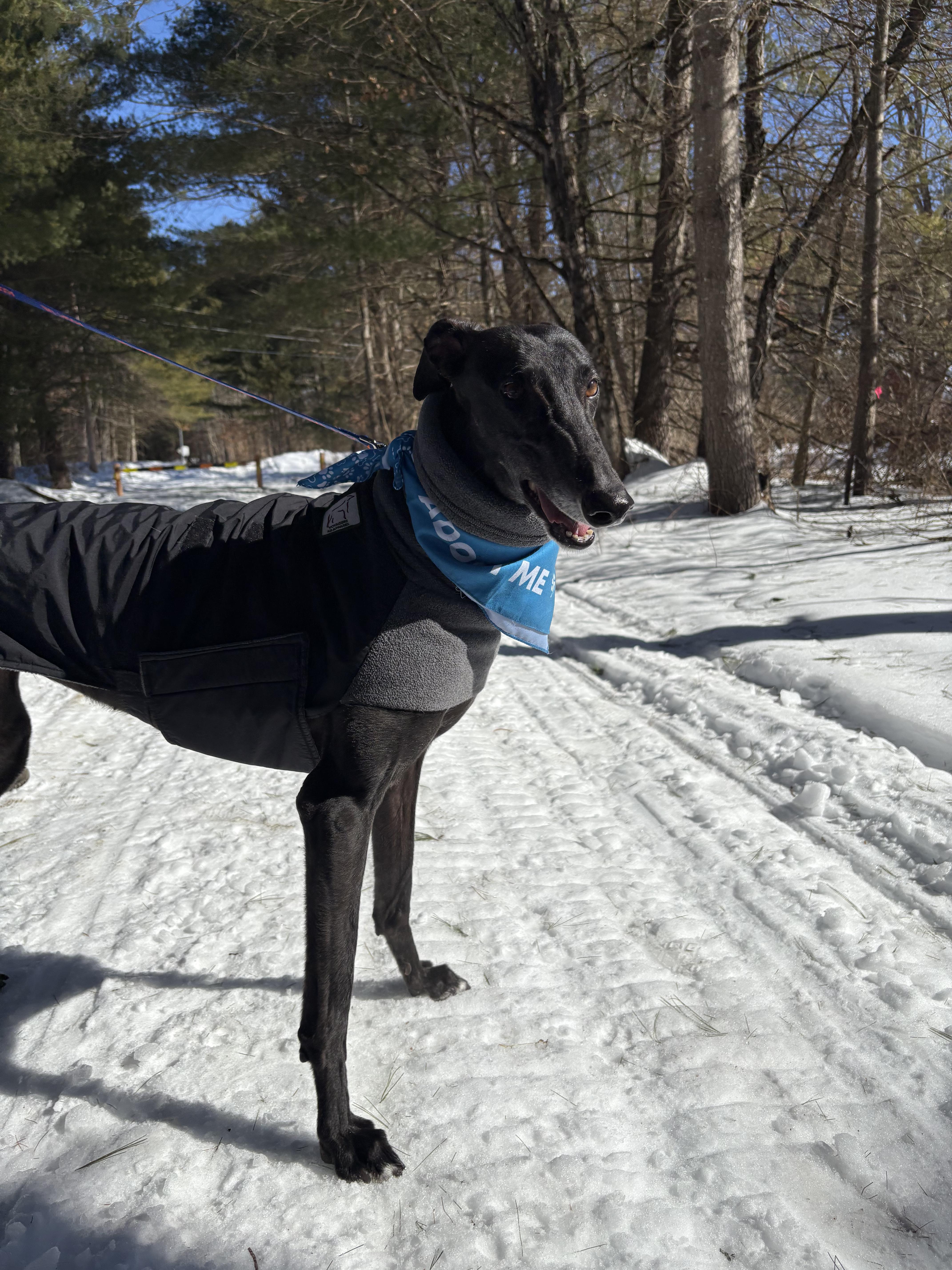 Karen, Adoptable, Adult Female Greyhound.
