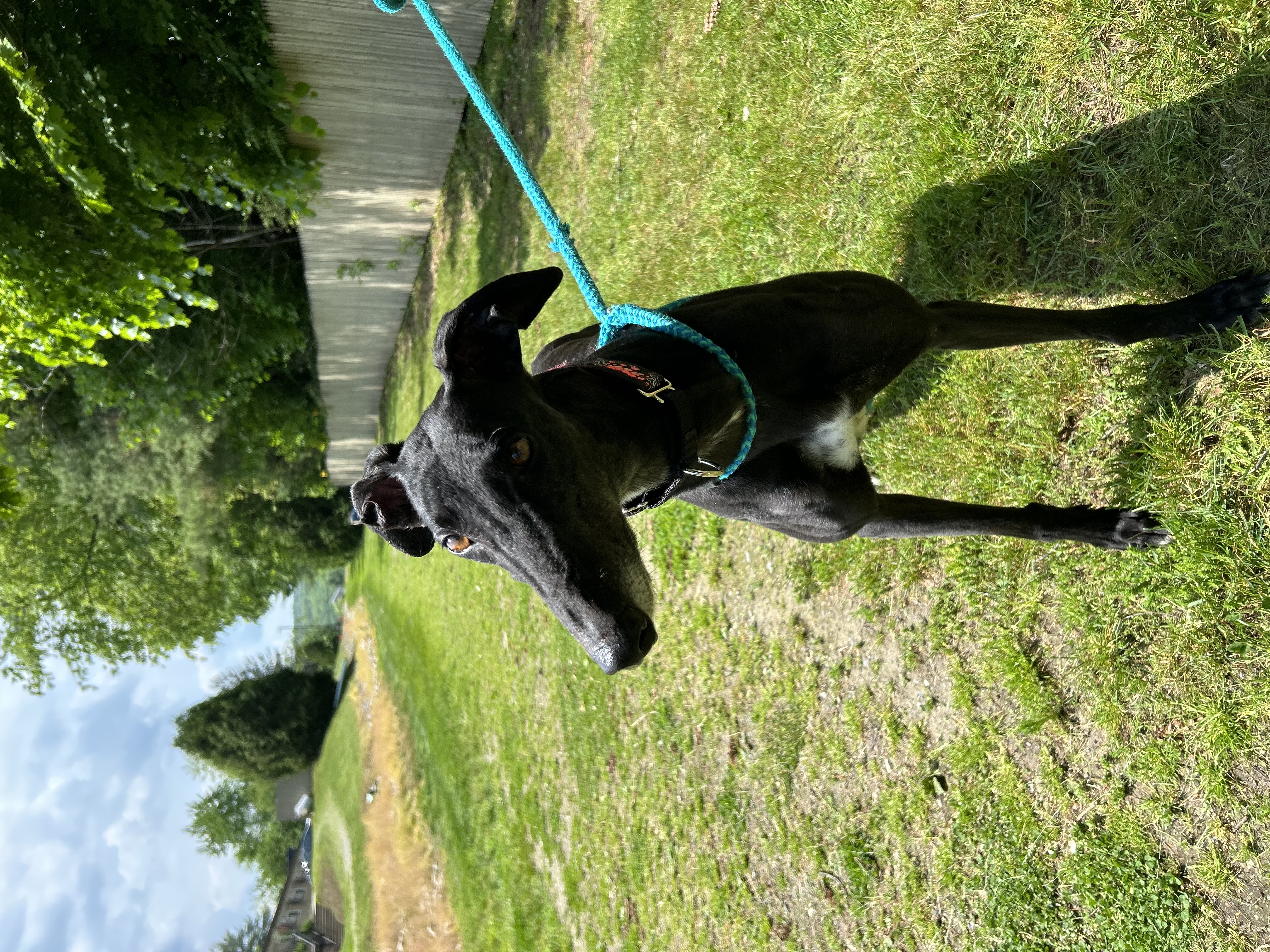 Karen, a Adoptable Greyhound in Swanzey, NH image 2/4