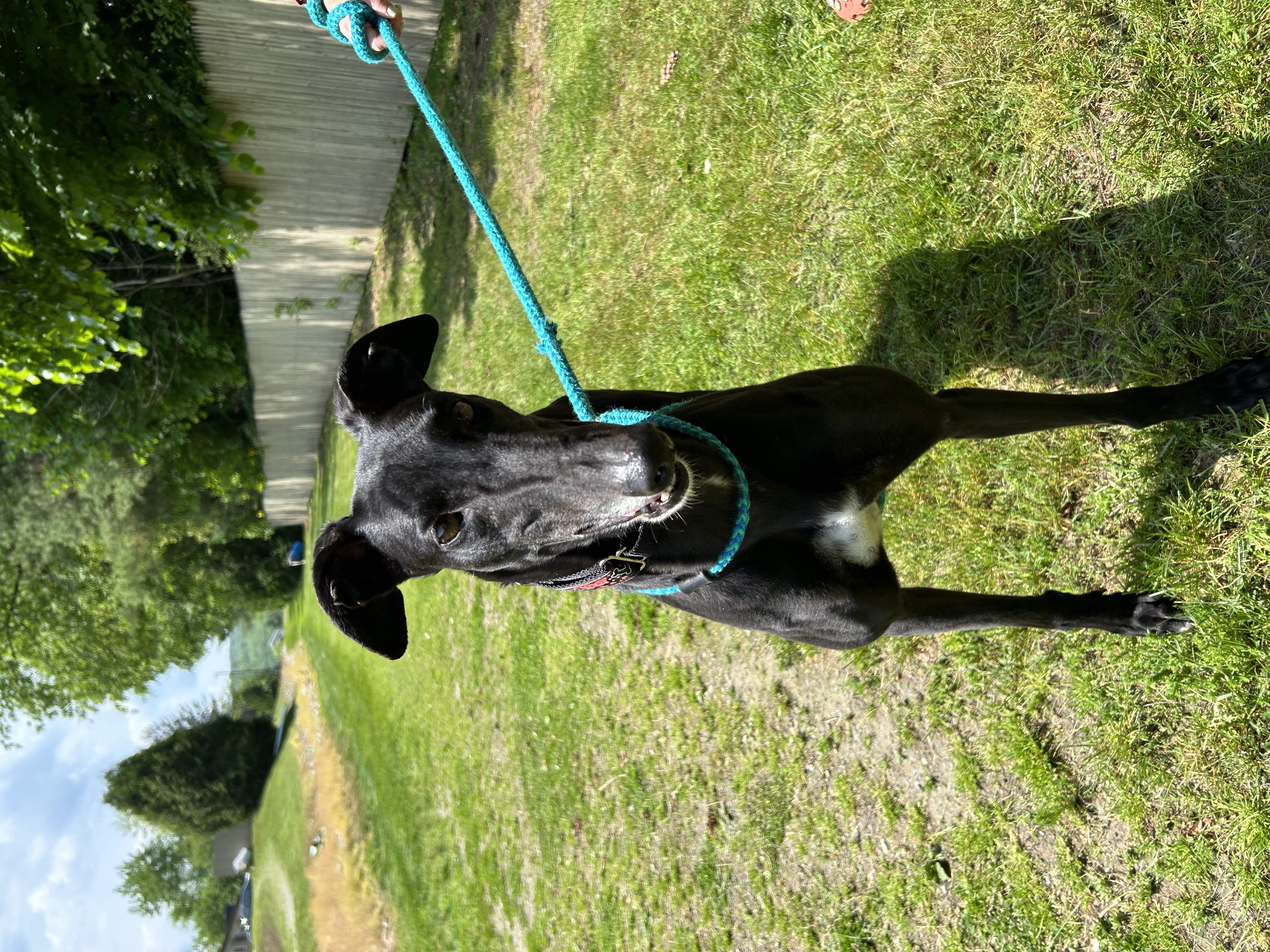 Karen, a Adoptable Greyhound in Swanzey, NH image 3/4