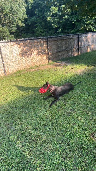 Enlarge Karen, a Adoptable Greyhound in Swanzey, NH video 4/4