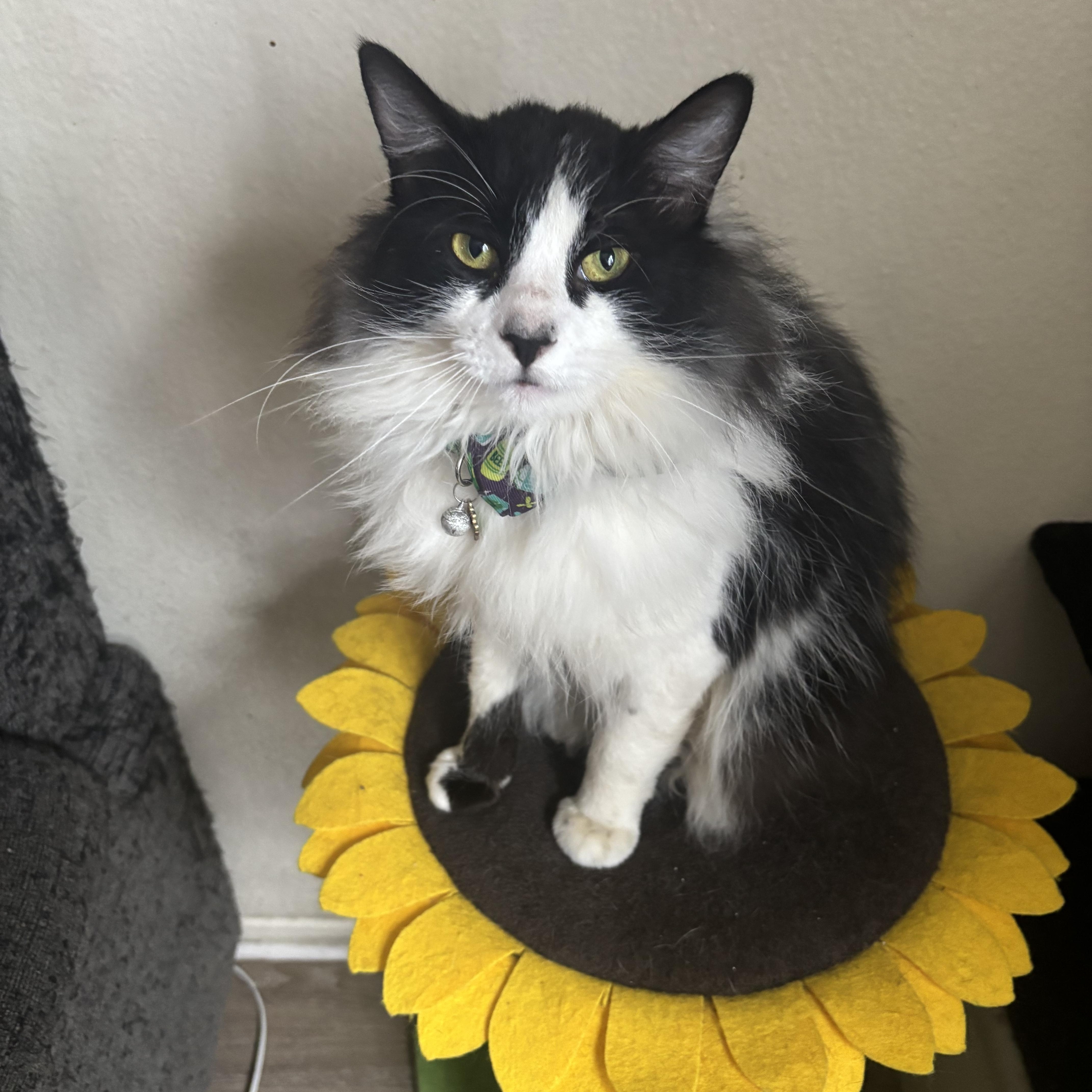 Enlarge Tobi, an adopted Domestic Long Hair in Costa Mesa, CA image 1/2
