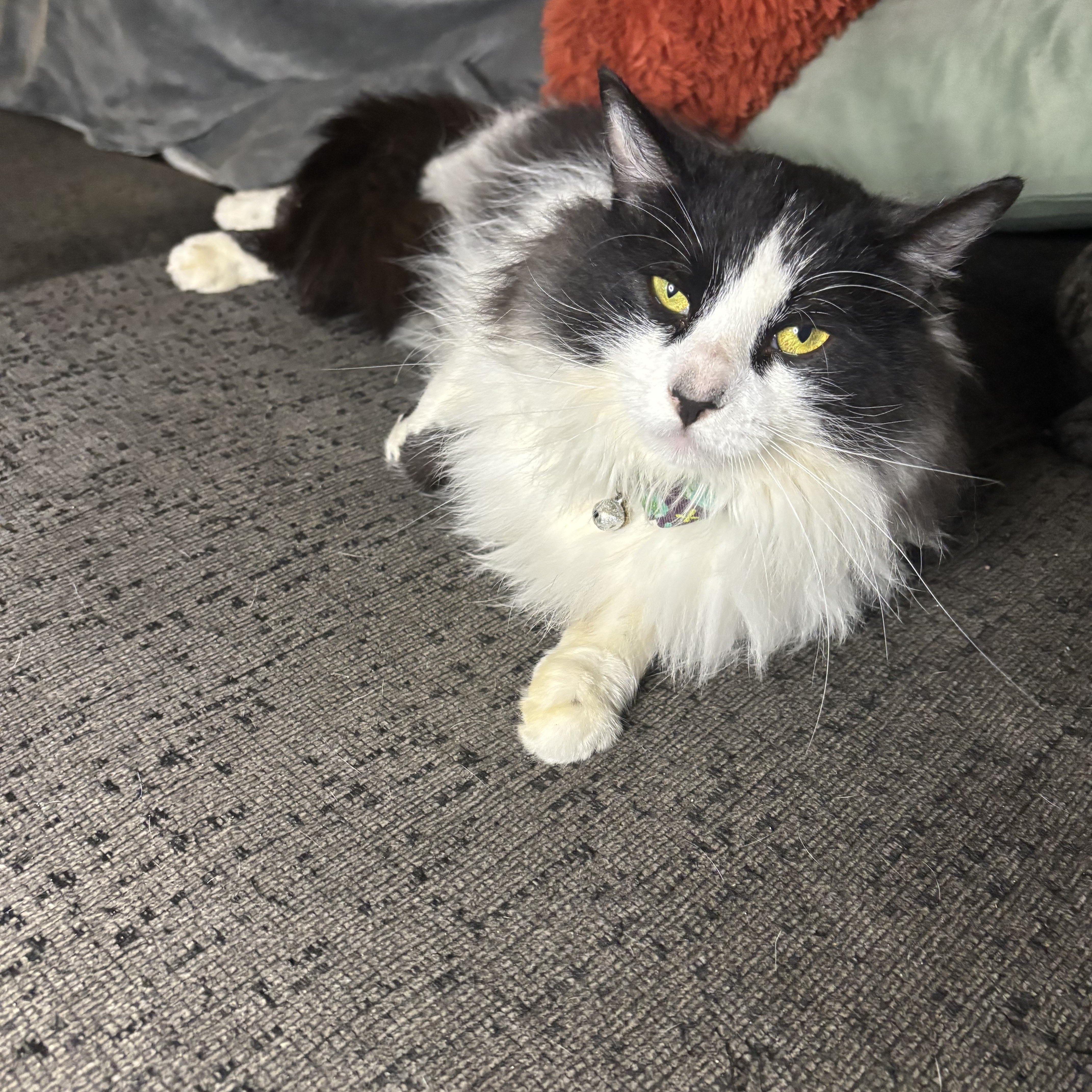 Enlarge Tobi, an adopted Domestic Long Hair in Costa Mesa, CA image 2/2