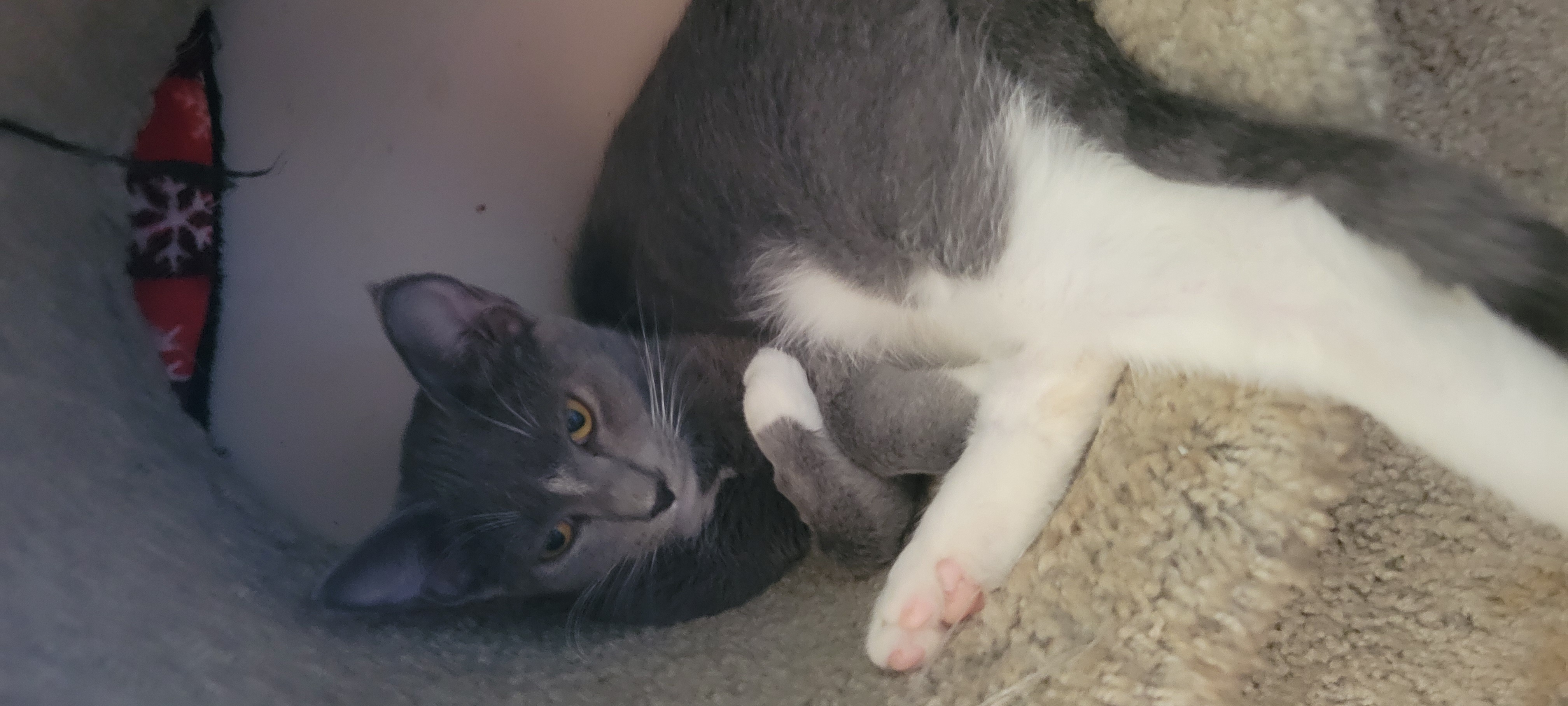 Miss Ariel, Baby Female Domestic Short Hair