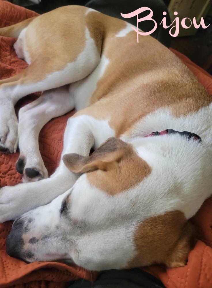 Enlarge Bijou, a Adoptable mixed breed in Elburn, IL image 2/4