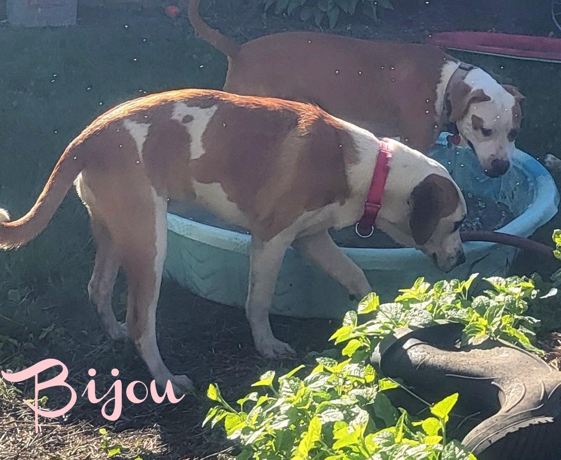 Bijou — thumbnail 2