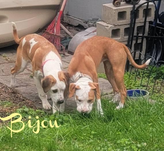 Enlarge Bijou, a Adoptable mixed breed in Elburn, IL image 4/4