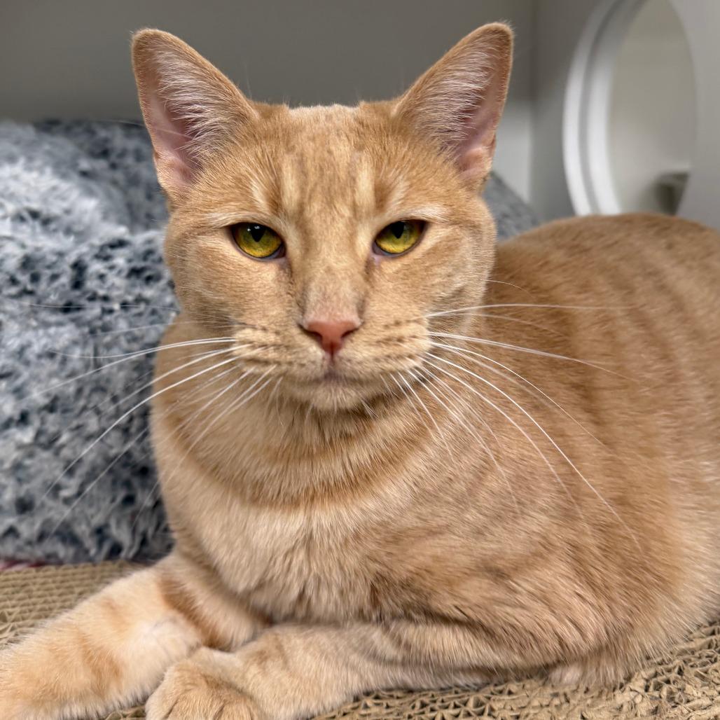 Opal, Adoptable, Adult Female Domestic Short Hair.