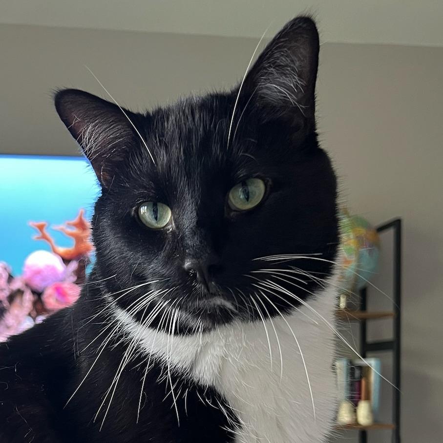 Honeysauce, Adoptable, Senior Male Domestic Short Hair.